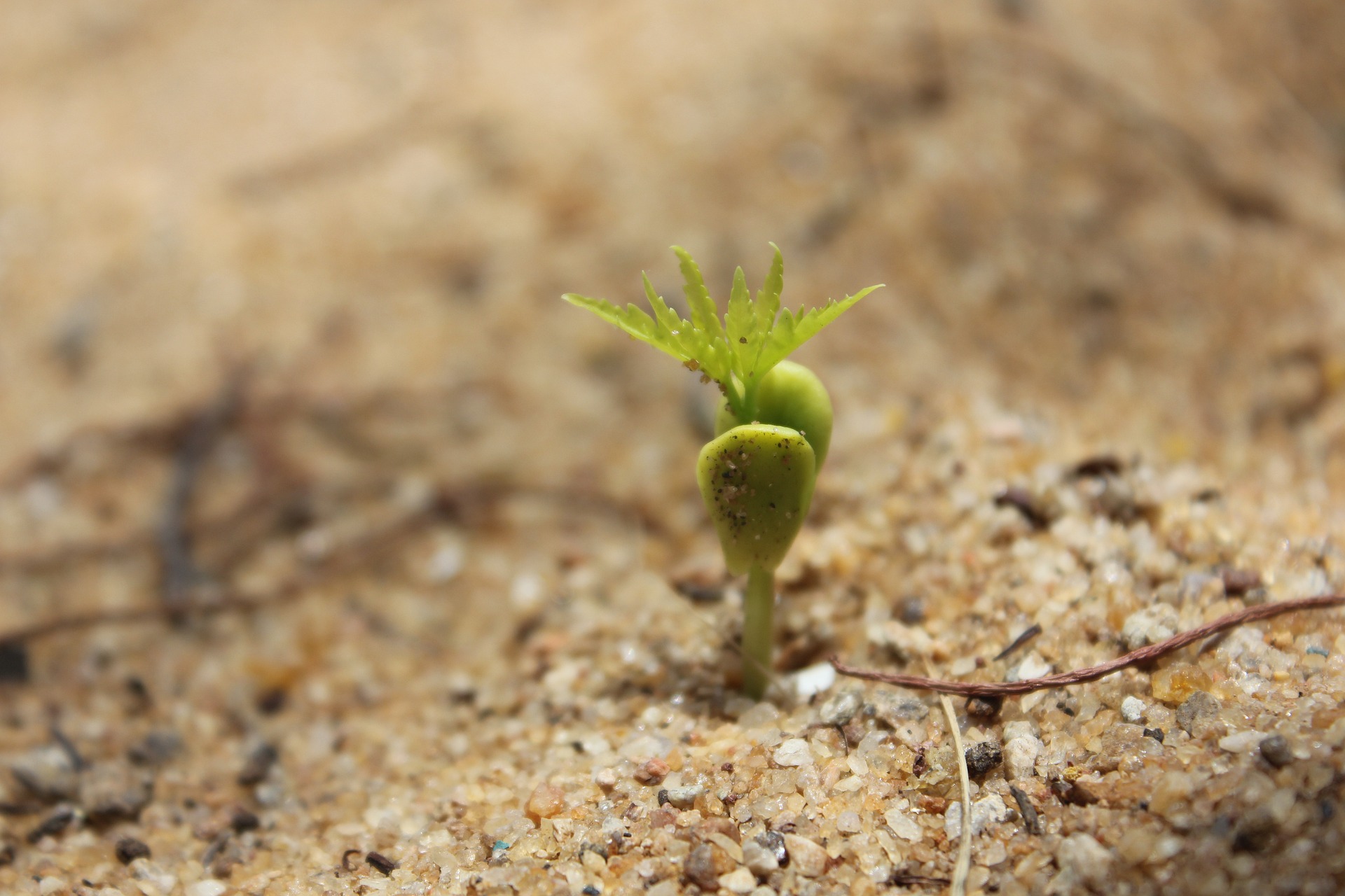 germination-g8795849eb_1920